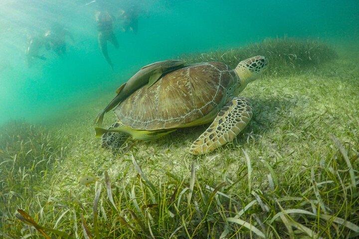 少人数グループによるセミプライベート アクマルとセノーテ シュノーケリング ツアー