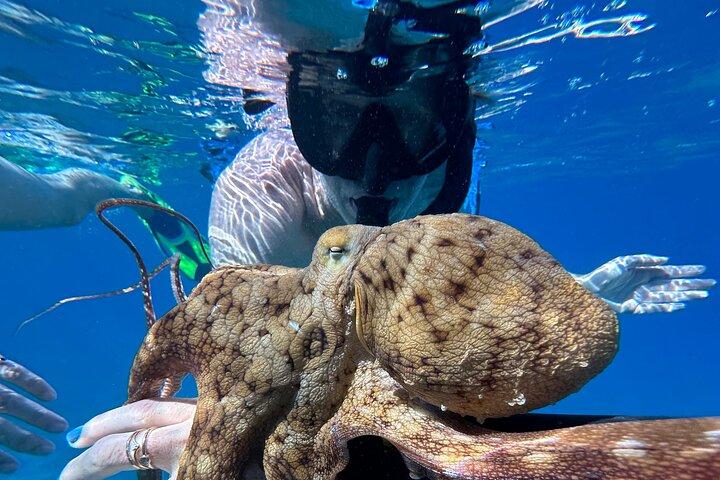 プライベートシュノーケルの写真付き