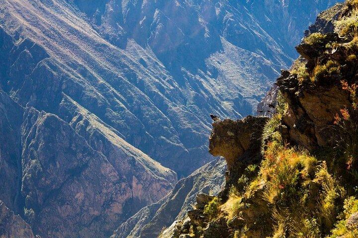 2-dages udflugt til Colca Canyon med transfer til Puno