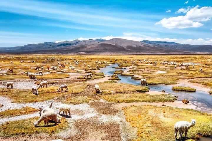 2-dages udflugt til Colca Canyon med transfer til Puno