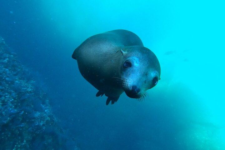 La Paz : Sea lions, virgin beach and lunch with local guides