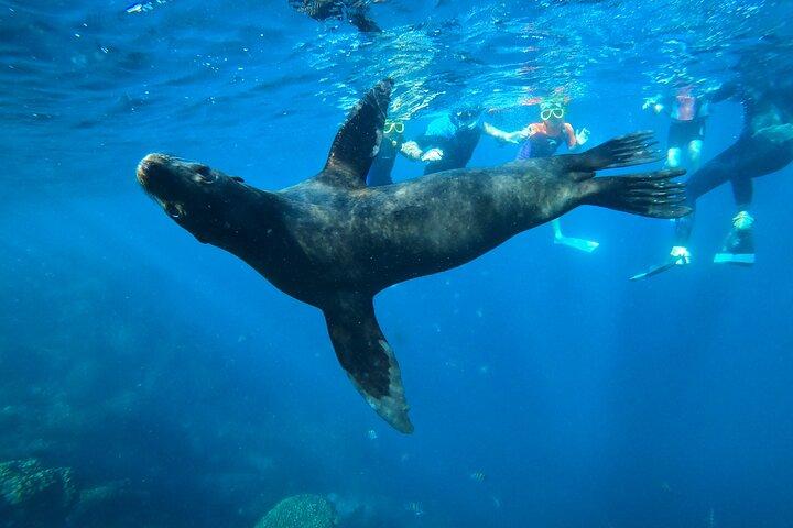 La Paz : Sea lions, virgin beach and lunch with local guides