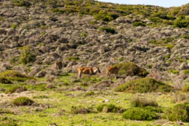 Private Half Day Cape Peninsula Tour