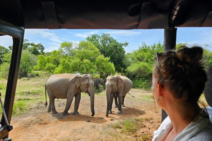 Ganztägige gemeinsame Safari im Yala-Nationalpark mit La Safari Inn Tours