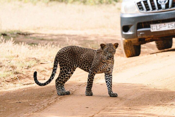 Hel dag privat safari på Yala National Park vid La Safari Inn Tours