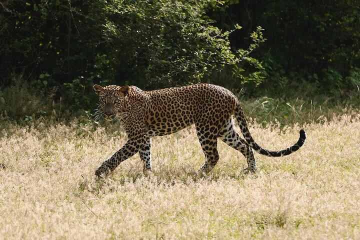 Hel dag privat safari på Yala National Park vid La Safari Inn Tours