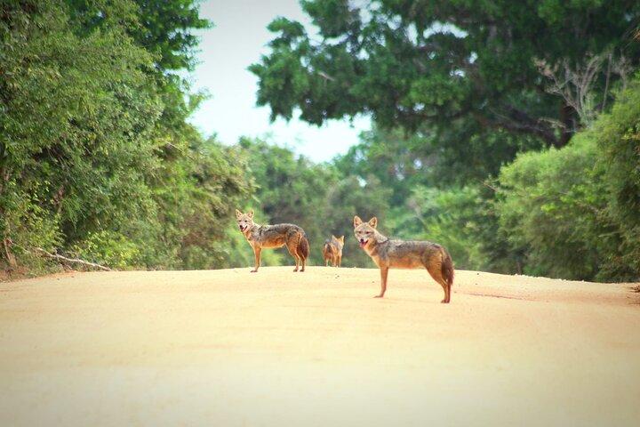Morning 07 Hour Private Safari at Yala National Park by Yala La Safari Tours