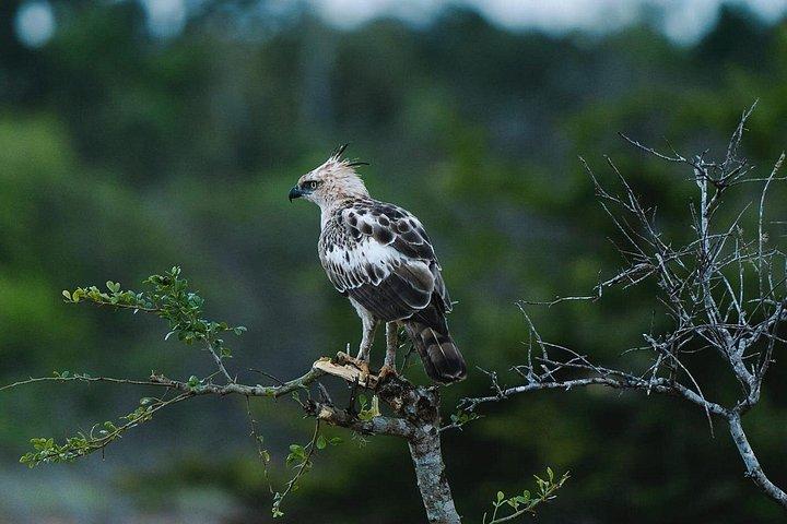 ヤララサファリツアーズによるウダワラウェ国立公園のイブニングプライベートサファリ