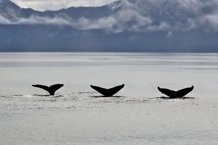 Halvdags Resurrection Bay & Wildlife Tour fra Seward