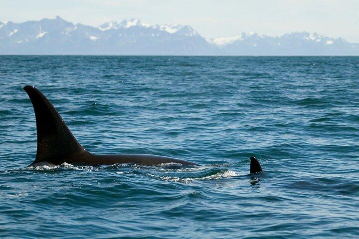 Halvdags Resurrection Bay & Wildlife Tour fra Seward