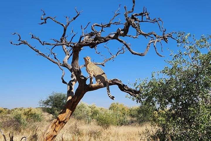 El mejor safari privado de 5 días en el norte de Tanzania