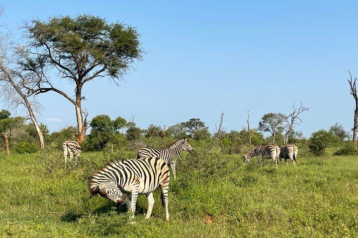 2-tägige Krüger-Nationalpark-Safari