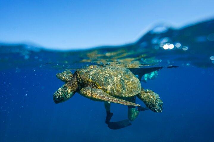 4 ore Big Island Dolphin Watch Boat Tour, snorkeling e pranzo barbecue