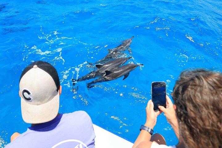 2 ore di Big Island Dolphin Watching e tour di snorkeling delle tartarughe marine