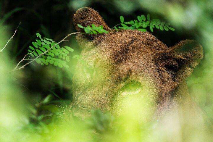ザンジバル発：セルース動物保護区日帰りサファリ（フライト付き）
