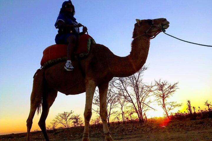Sunset Camel Ride in the Palm Grove of Marrakech