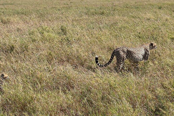 5-dagars vittne till naturens största migration i Serengeti