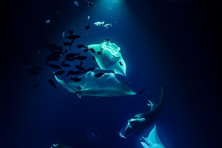 Tour de snorkel nocturno con mantarrayas en Kailua-Kona, Isla Grande