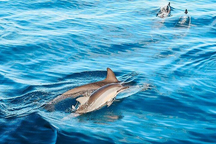 4 ore Big Island Dolphin Watch Boat Tour, snorkeling e pranzo barbecue