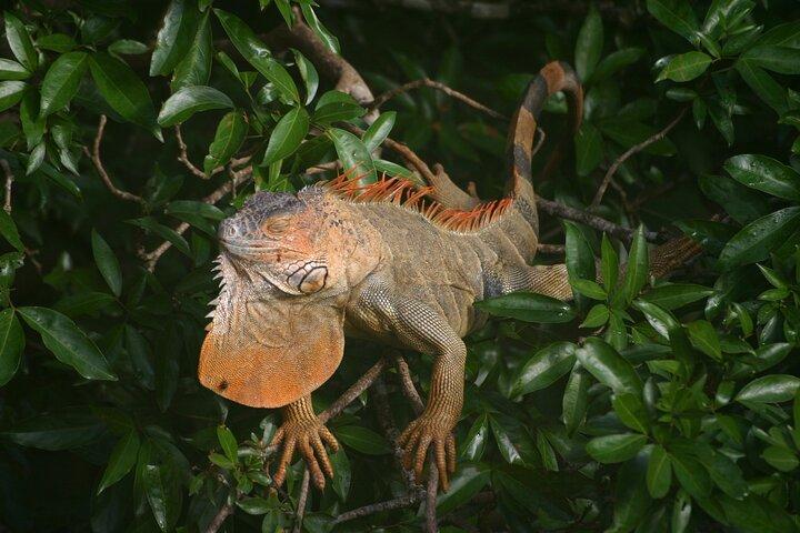 Safari Float + Fortuna Wasserfall + Mittagessen & Arenal Vulkanwanderung