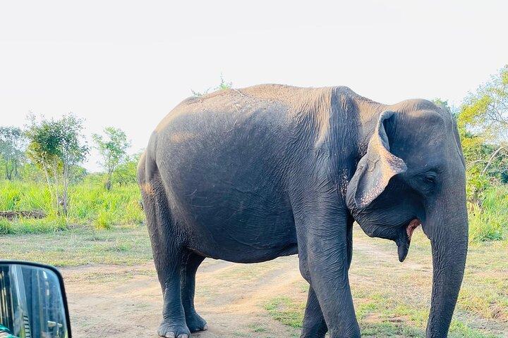 ミネリヤ国立公園サファリプライベートジープ（ホテル送迎付き）
