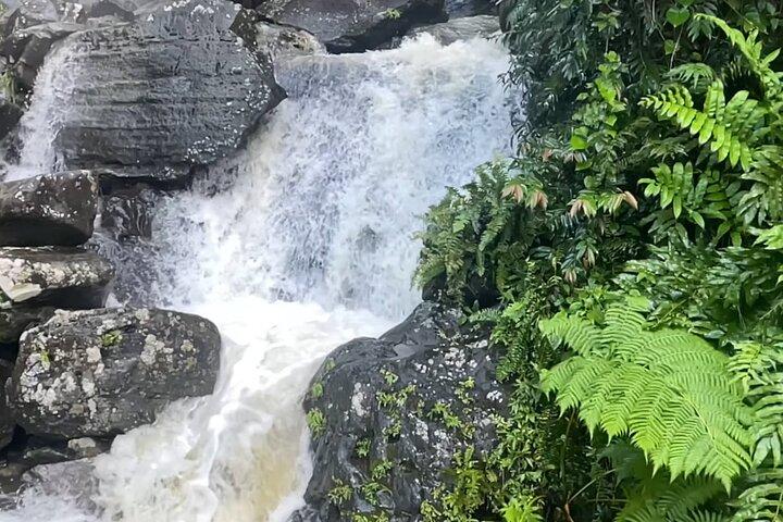 サンファンからの送迎付きエルユンケ熱帯雨林ハイキング
