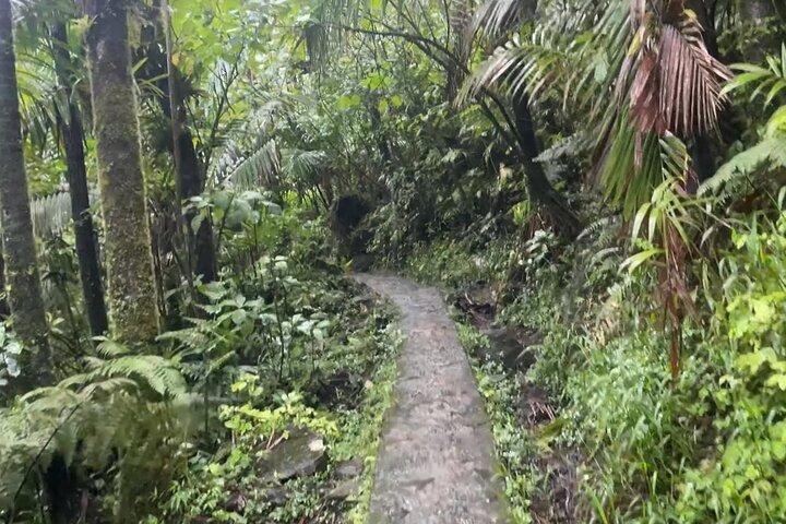 サンファンからの送迎付きエルユンケ熱帯雨林ハイキング