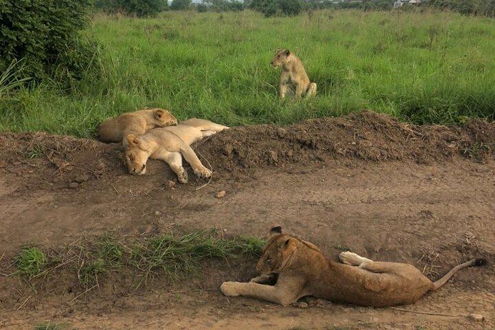 El mejor safari privado de 5 días en el norte de Tanzania