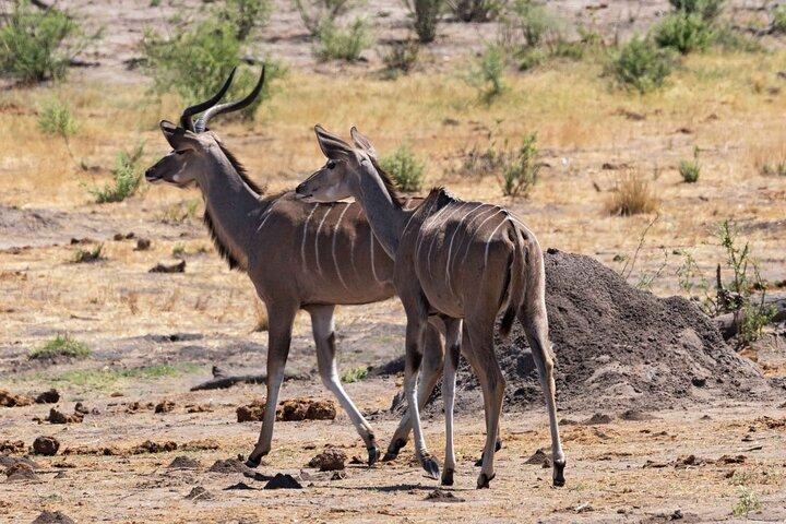 ダーバン発タラ動物保護区とフェズールーへの半日ツアー