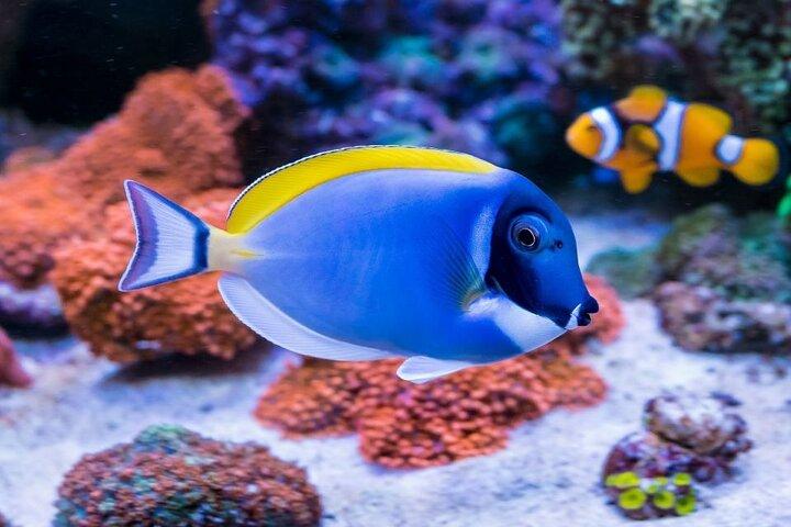 Zee- en zandrendez-vous in Orange Bay en Giftun Island