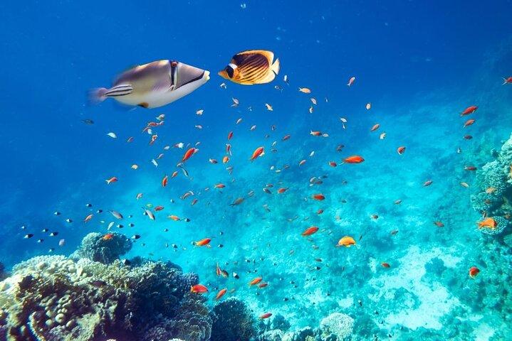 Zee- en zandrendez-vous in Orange Bay en Giftun Island