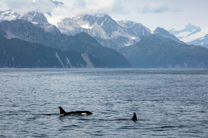 Visite du parc national des fjords Kenai au départ de Seward