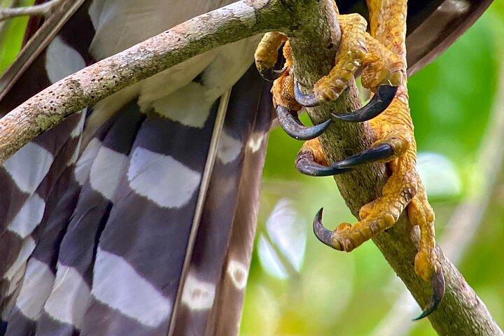 Manuel Antonio Esquipulas Birdwatching Tour