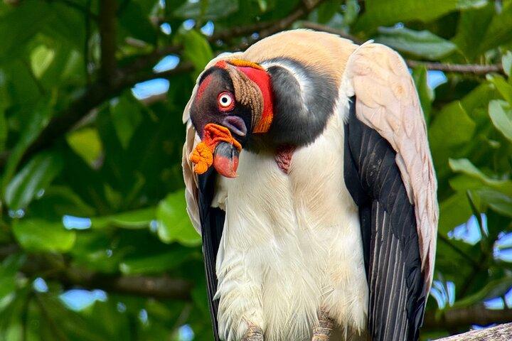 Manuel Antonio Esquipulas Birdwatching Tour