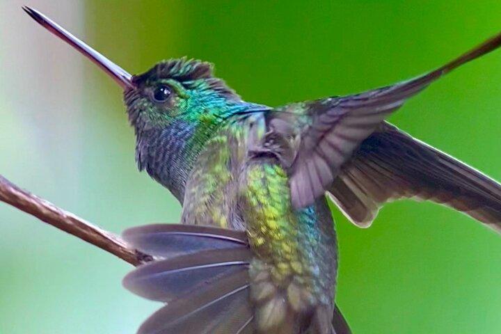 Manuel Antonio Esquipulas Birdwatching Tour