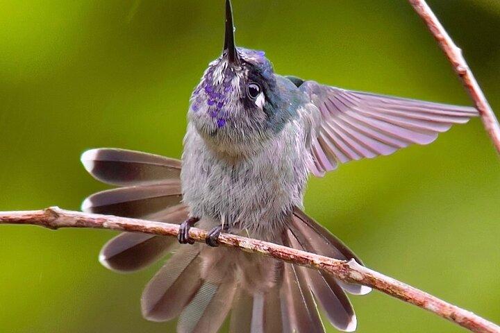 Manuel Antonio Esquipulas Birdwatching Tour