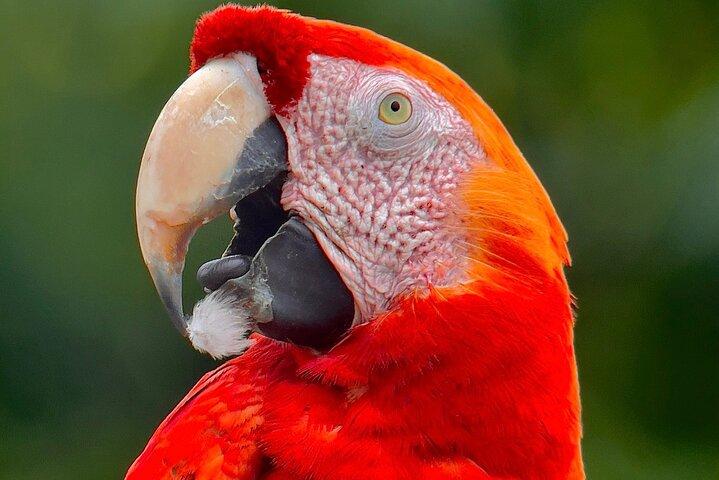 Manuel Antonio Esquipulas Birdwatching Tour