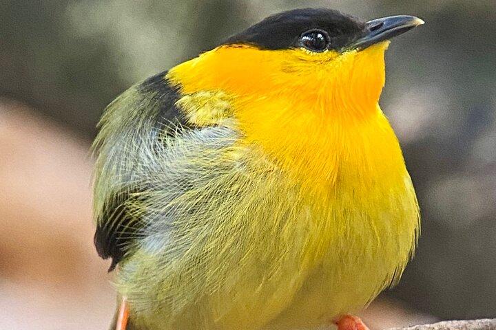 Manuel Antonio Esquipulas Birdwatching Tour