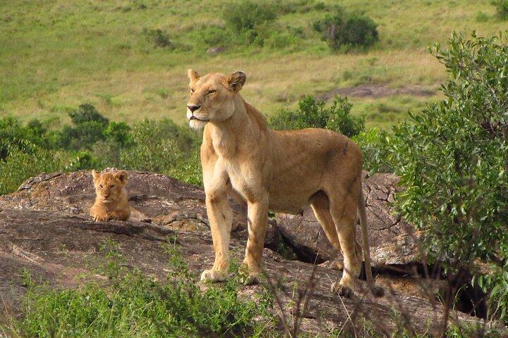 7 jours d'aventure au Kenya