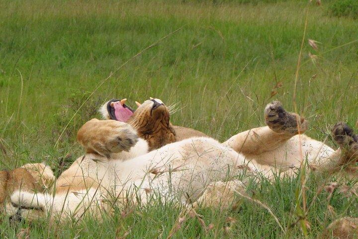 7 jours d'aventure au Kenya