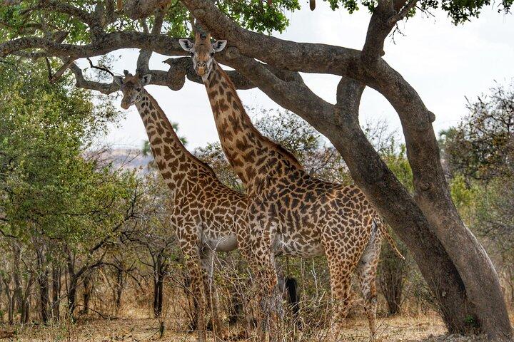 3 - Day Safari : Mikumi, Udzungwa NP & Maasai Boma (SGR naar Morogoro)