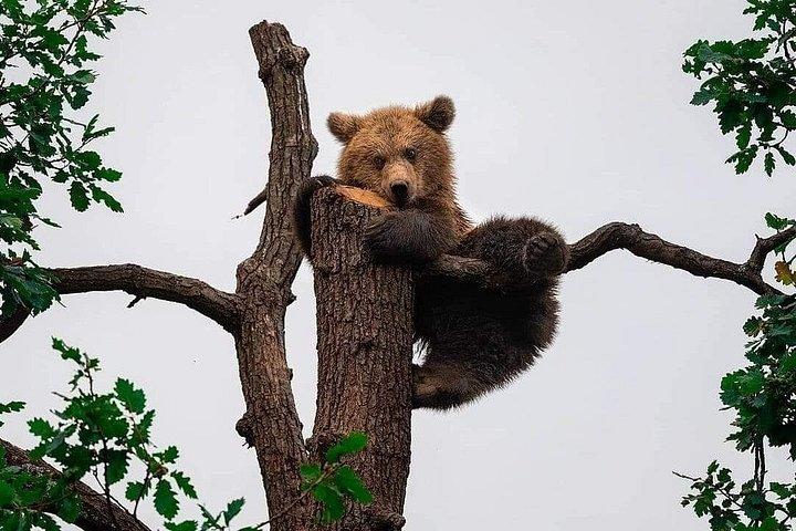 Bears Sanctuary Entry Ticket with Guide & Transfer from Brasov