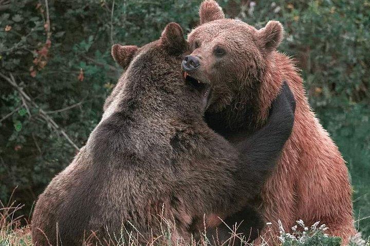 Bears Sanctuary Entry Ticket with Guide & Transfer from Brasov