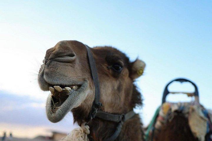 Dinershow in Agafay Desert met Quad en Kamelen