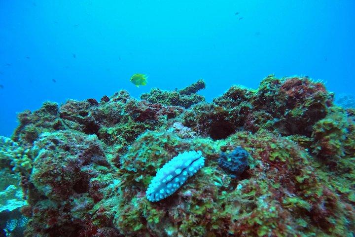 Phuket: PADI Discover Scuba Diving 1 beach dive