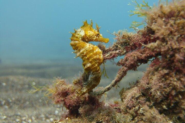 Guide til snorkling i det sydlige Gran Canaria