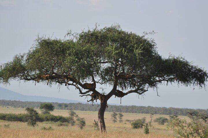 7 - Day Big Five & Great Migration Safari