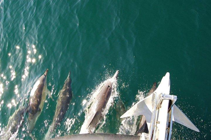 Dolphin Discovery Eco Tour