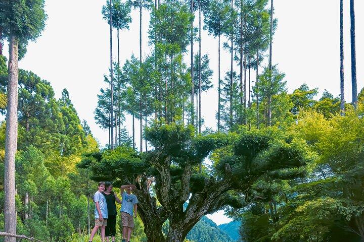 Kyoto Highlights & Hidden Gems in Nature (Guide privé Van Eng)
