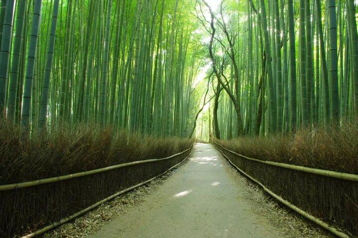 Excursión al Parque Nara del Templo Kinkakuji de Arashiyama desde Osaka y Kioto